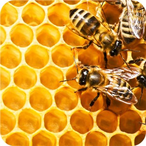 мед алтай пчелы перга пыльца