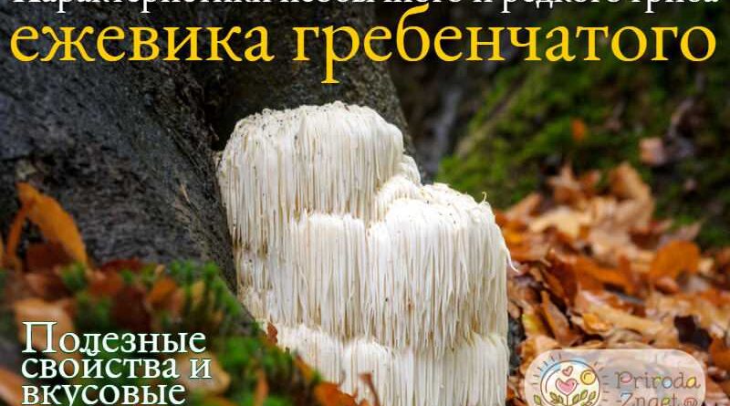 ежовик гребенчатый в капсулах инструкция по применению