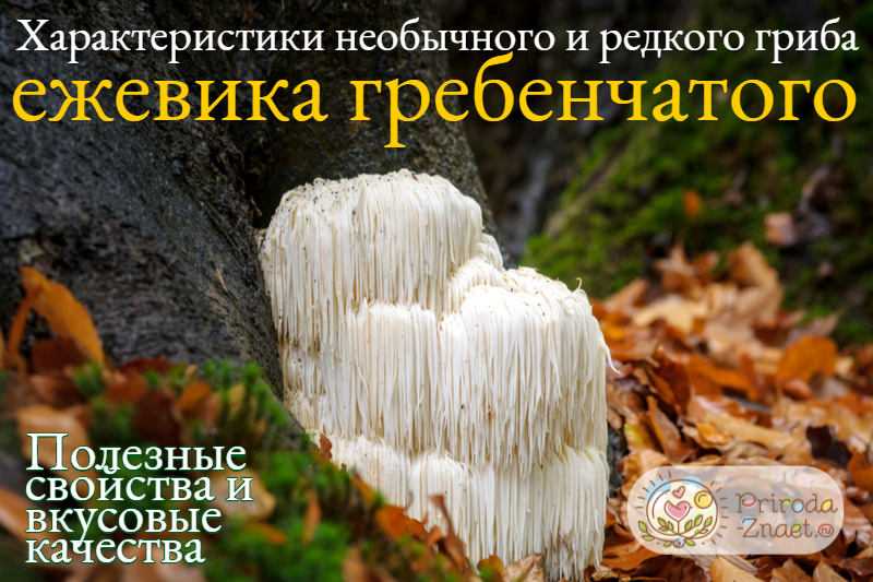 ежовик гребенчатый в капсулах инструкция по применению