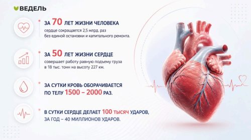 Поддержка сердца и сосудов